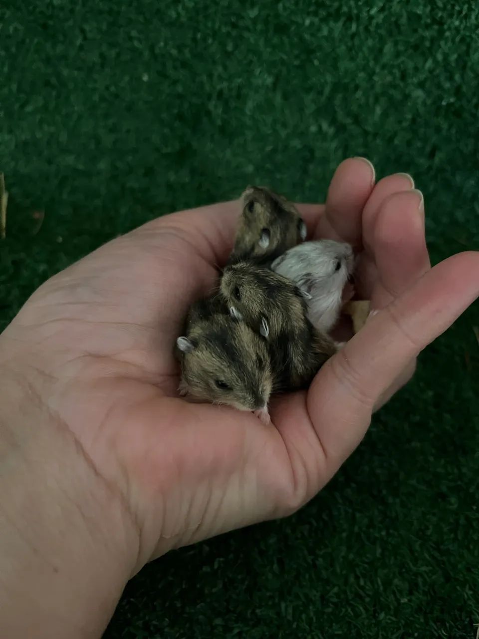 Hamster Anão Russo  - Foto 4