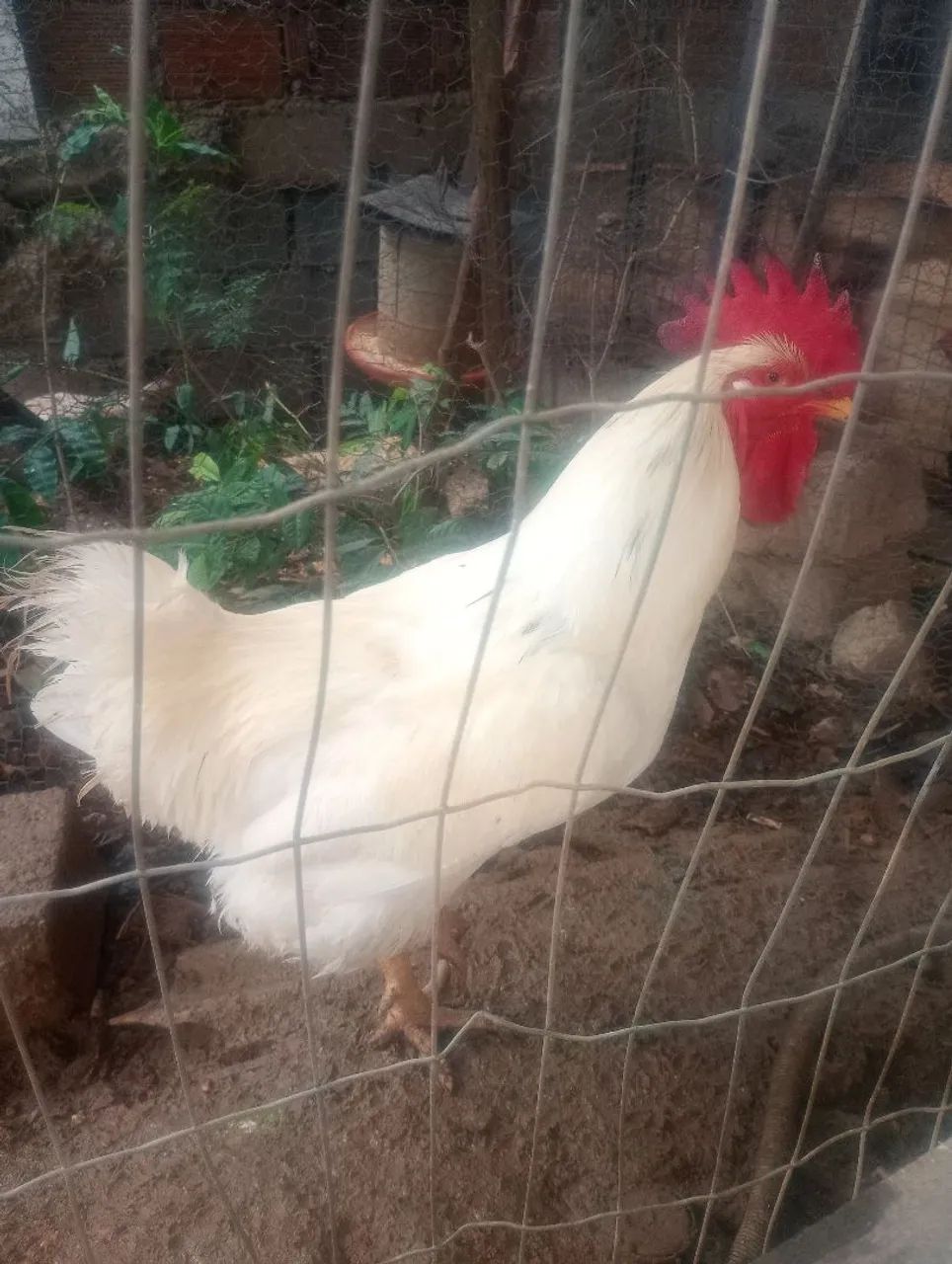 Vende-se matriz galinha GSB POLARCO E GSB TRADICIONAL. - Foto 2