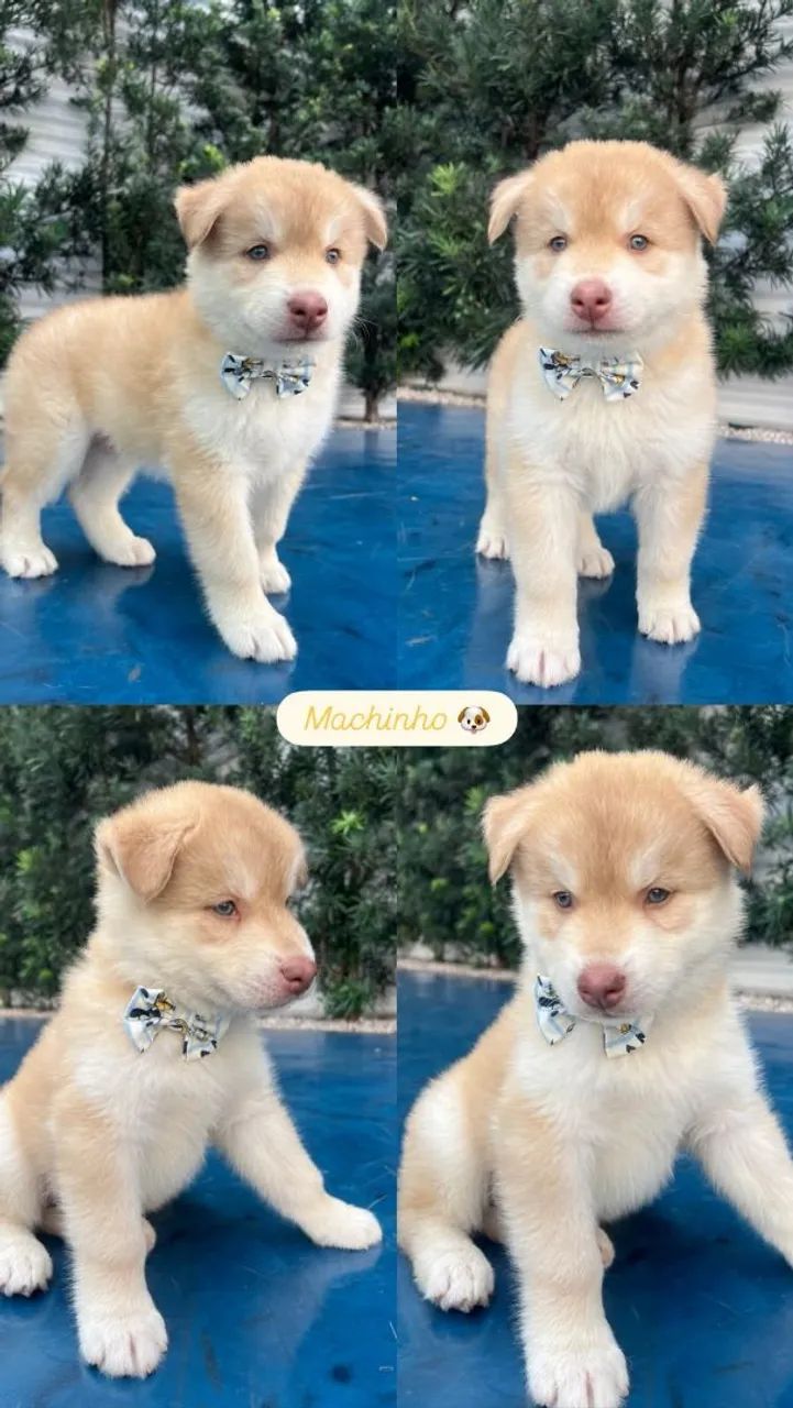 Husky siberiano  - Foto 5