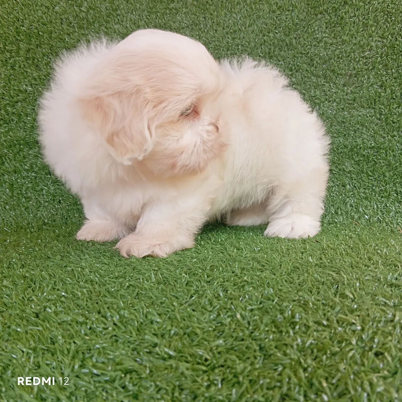 Shihtzu macho  - Foto 2