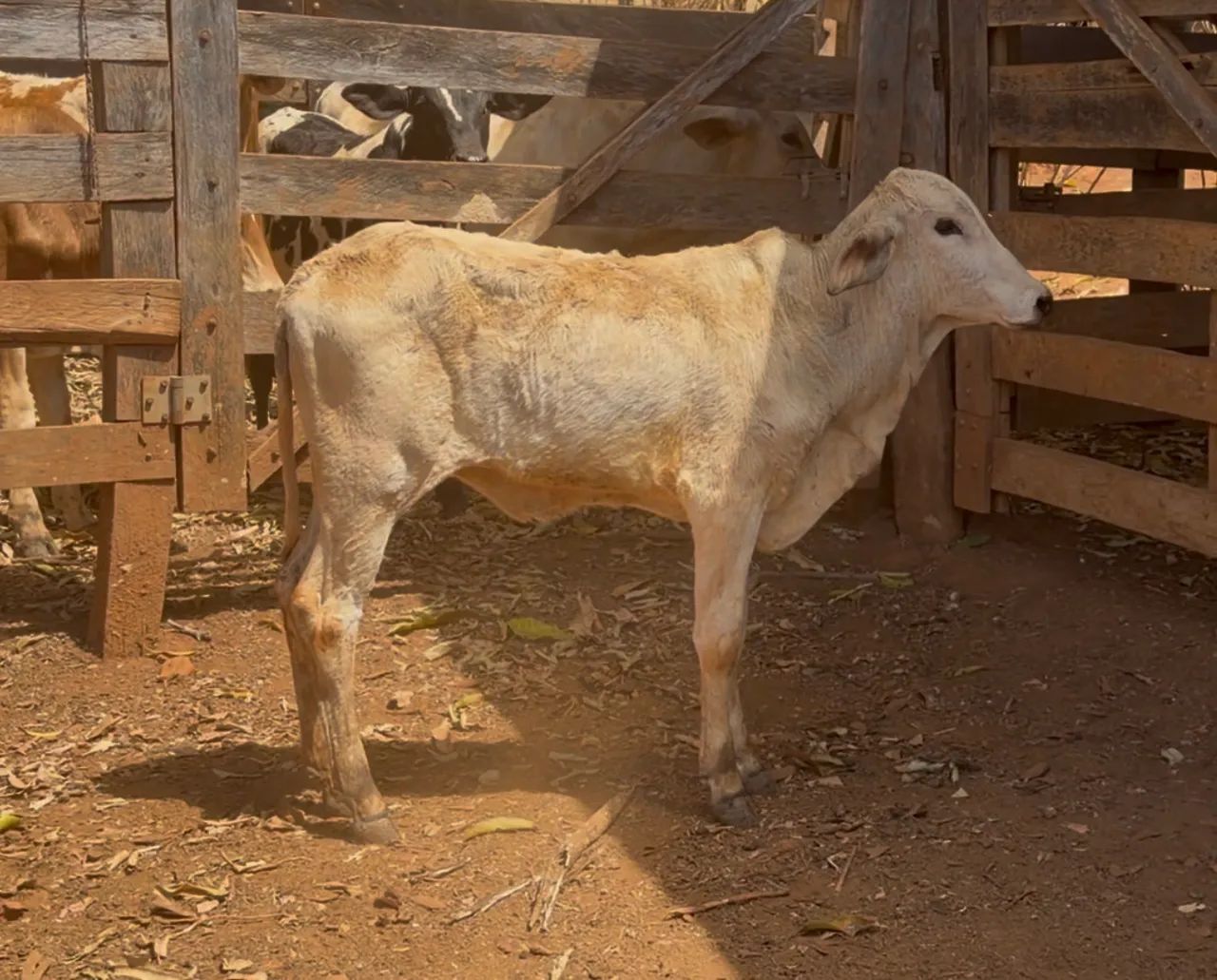Bezerra Tabapuã (Anápolis) - Foto 2