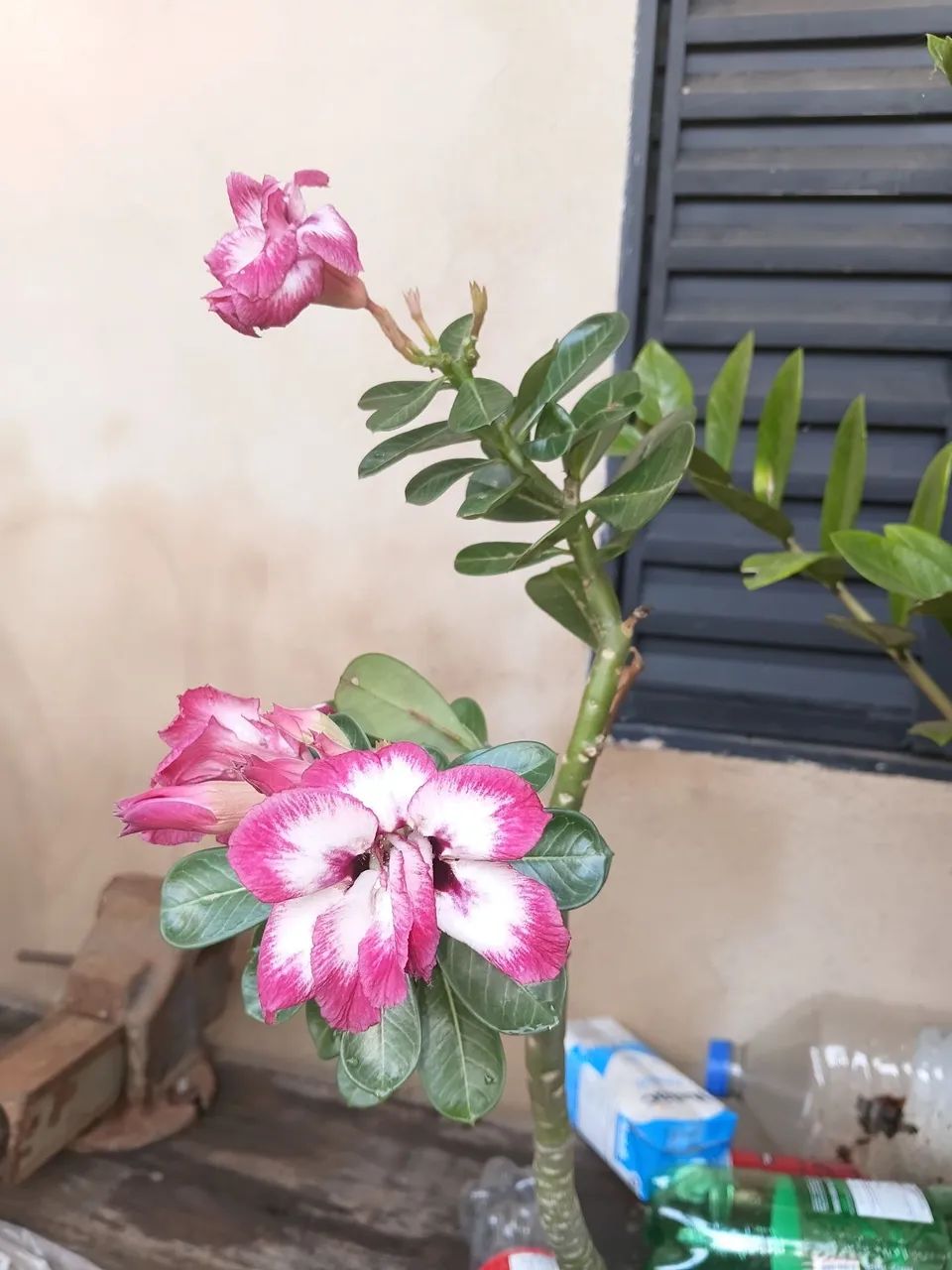 Rosa do deserto matizada entrega gratis em toda pvh