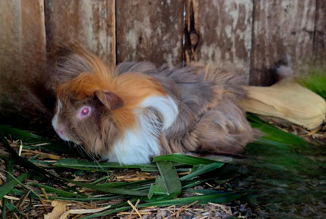 Porquinho da Índia Alpaca (macho)