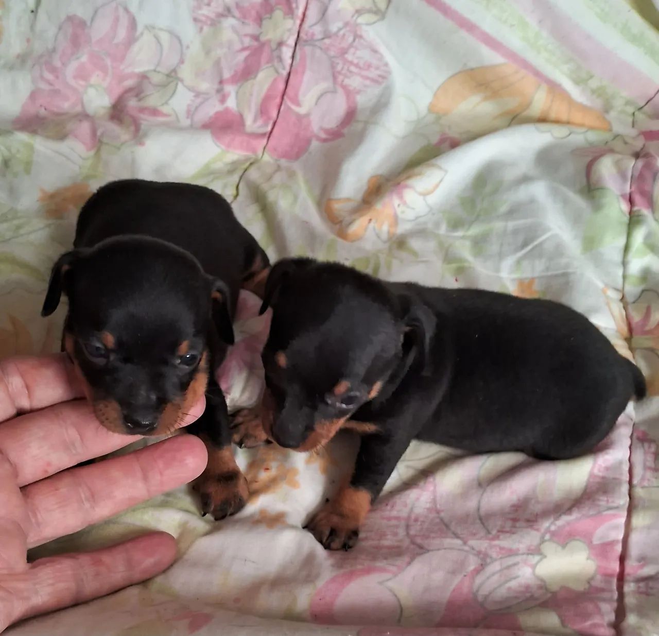 Animais de estimação 