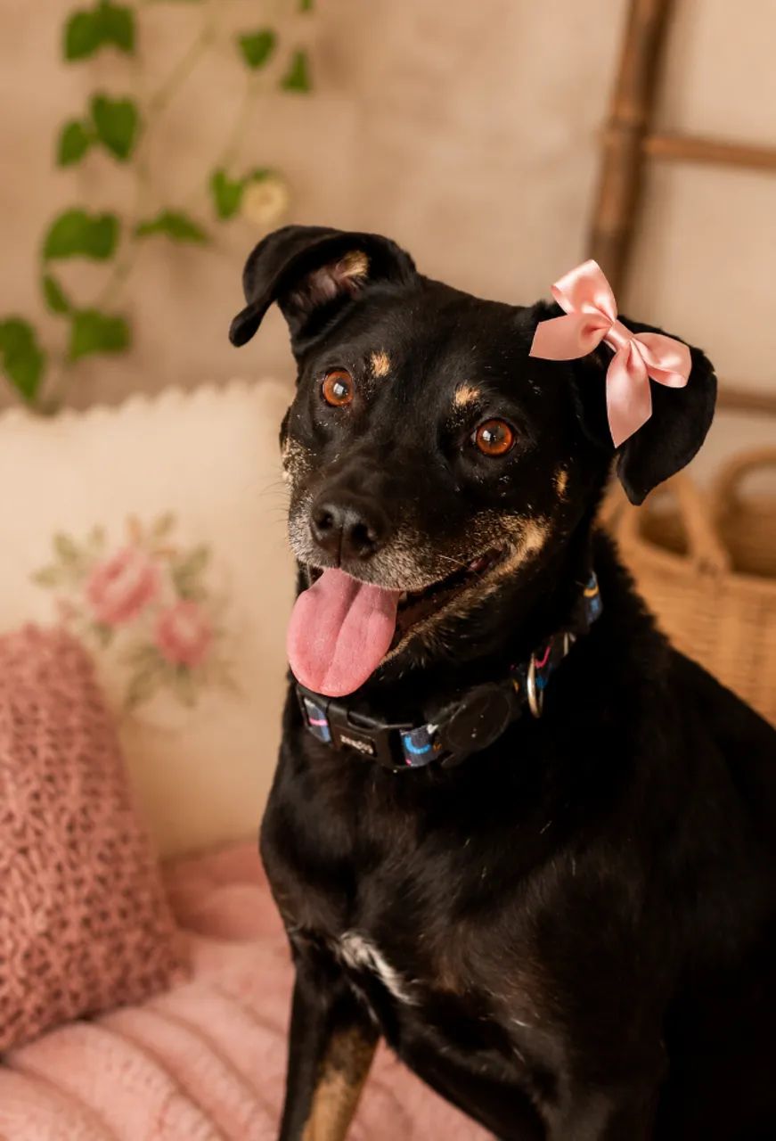 Zoe para Adoção