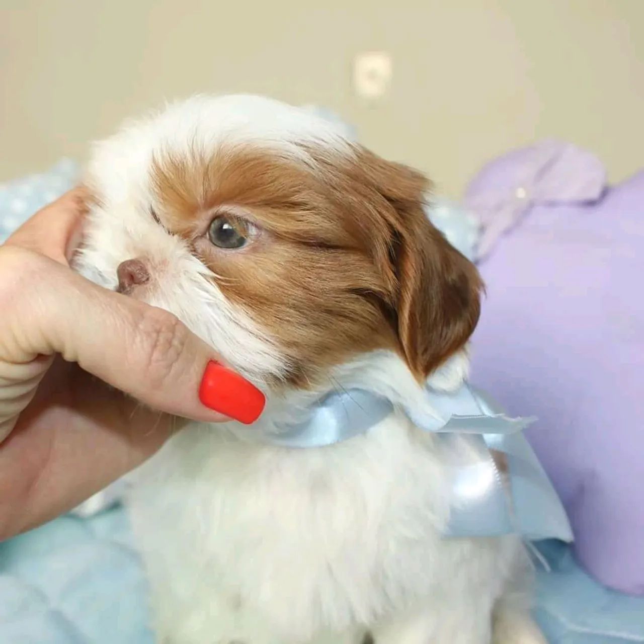 SHIHTZU mini e micro  - Foto 2