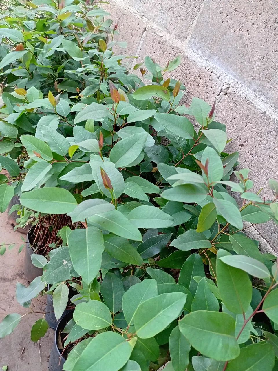 Mudas de eucalipto tamanho grande , R$6,00 cada  - Foto 3
