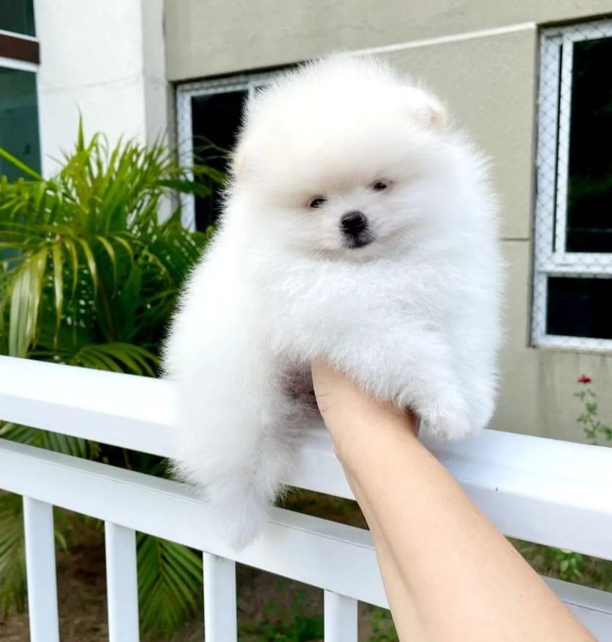 Lulu da Pomerânia Anões todas as cores - Foto 3