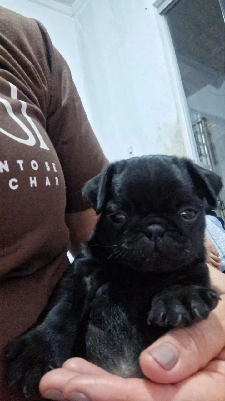 Filhotes de Pug disponíveis - Foto 3