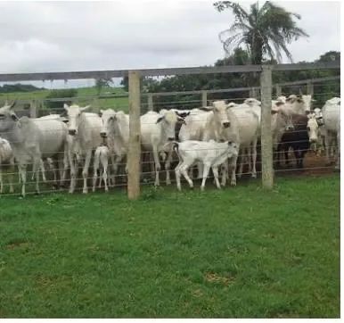 Fazenda 13 alqueire  - Foto 2