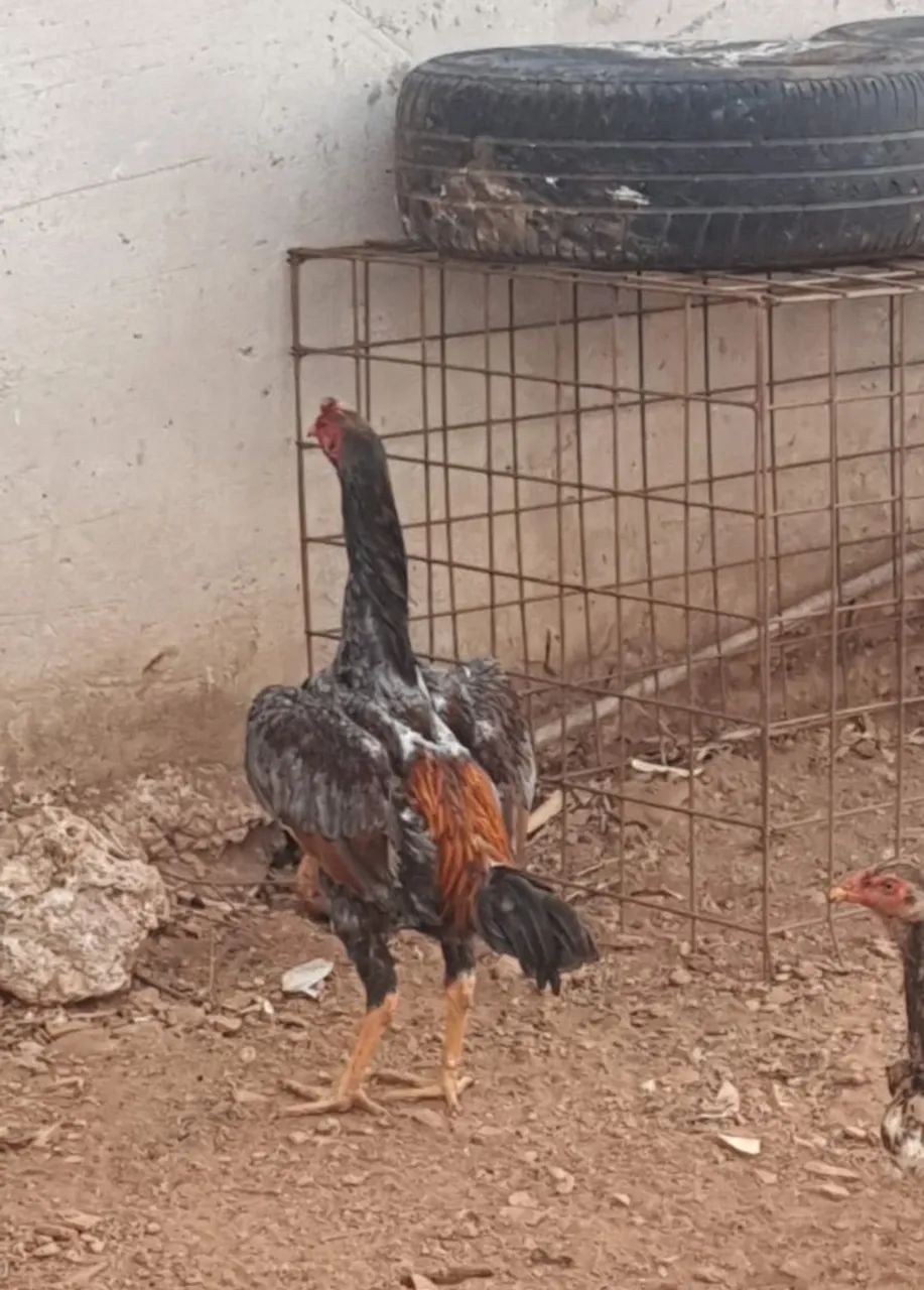 Galo índio puva  - Foto 3