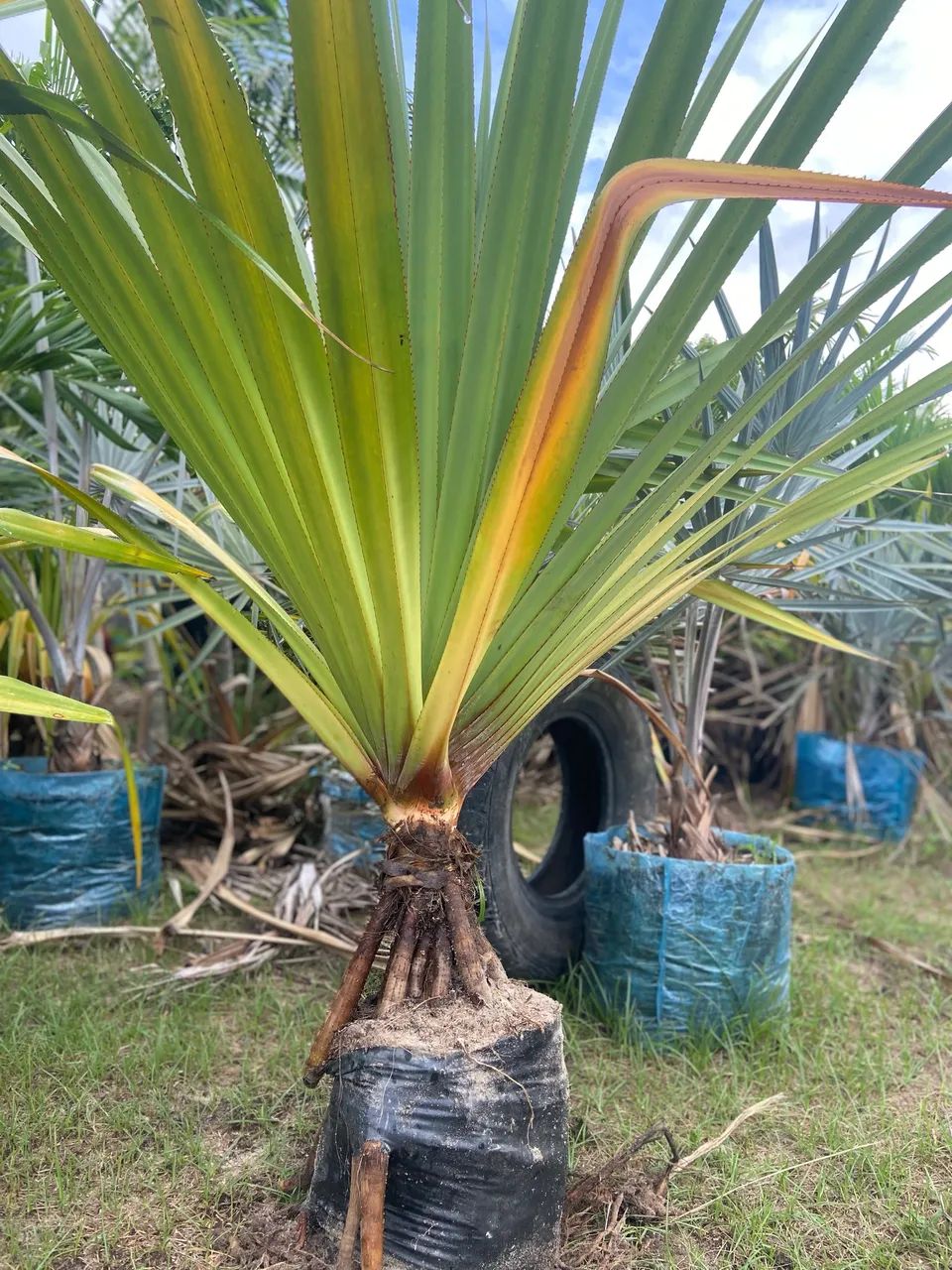 Pandanus  - Foto 5