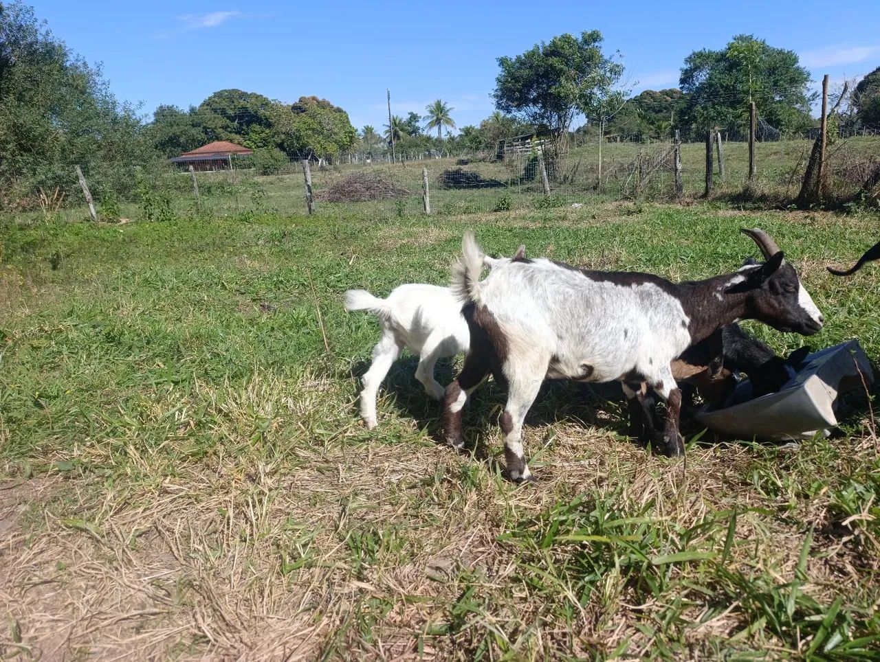 Mini cabra  - Foto 4