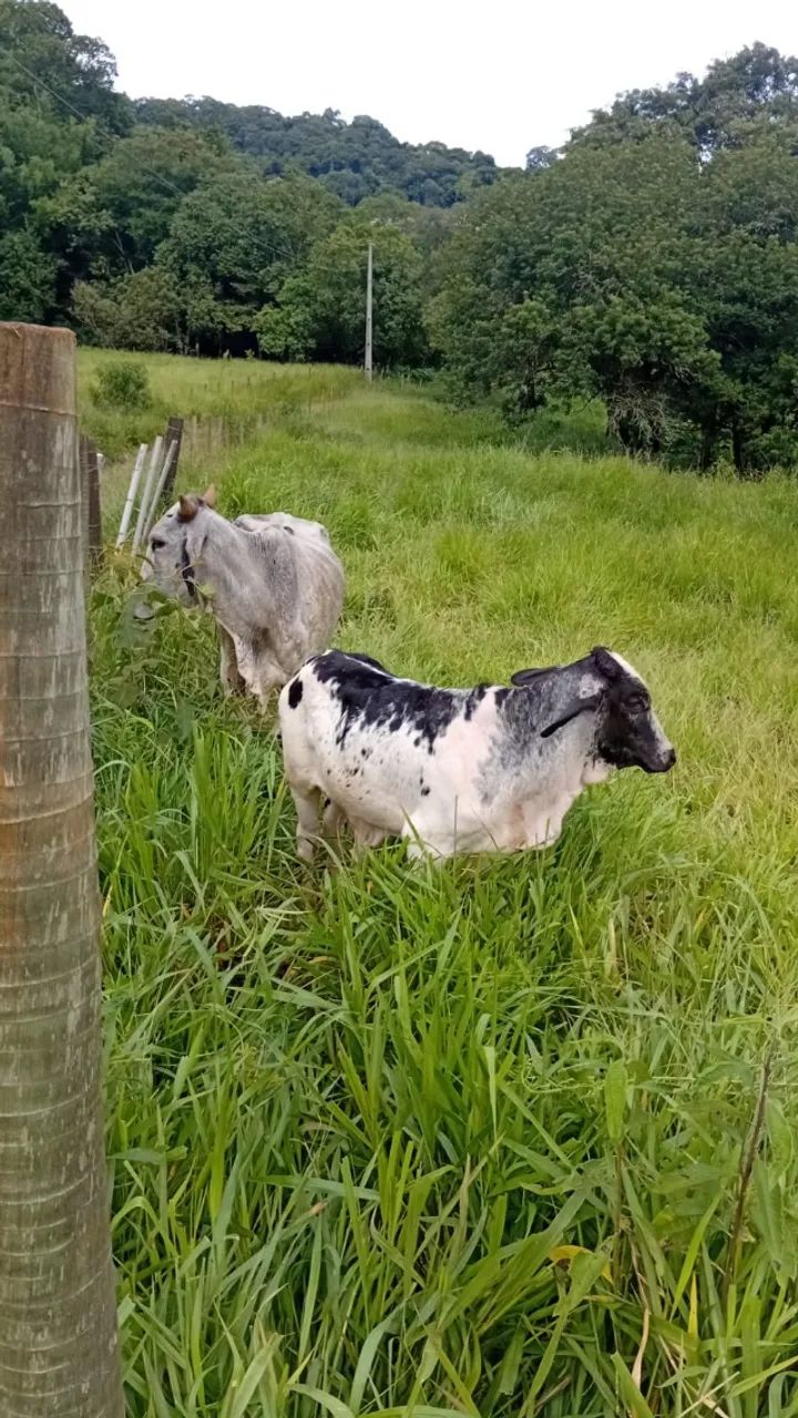 Vaca girolanda com bezerro no pé 