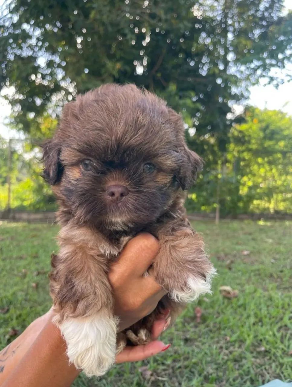 Filhotes Shih Tzu 