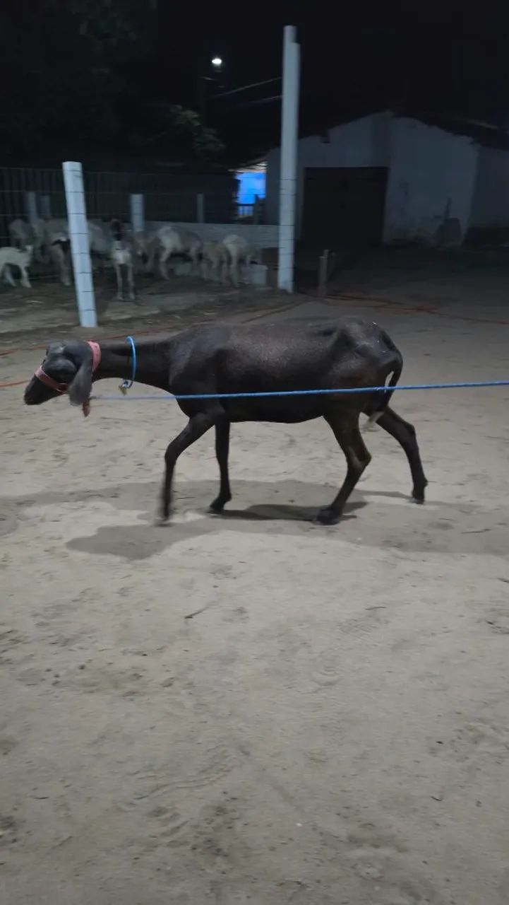 Ovelha sta Inês  - Foto 2