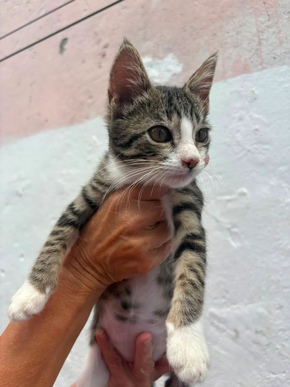 Adoção Responsável  - Foto 3
