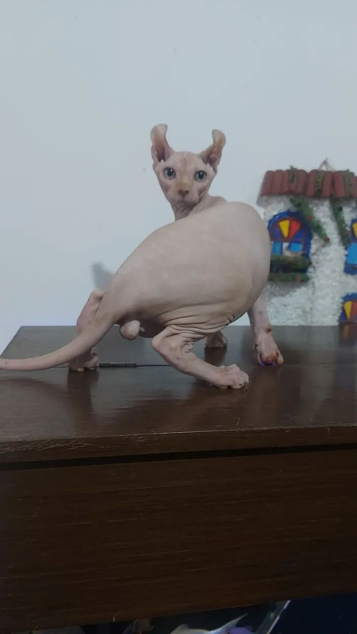 Sphynx Macho Elf - Foto 5