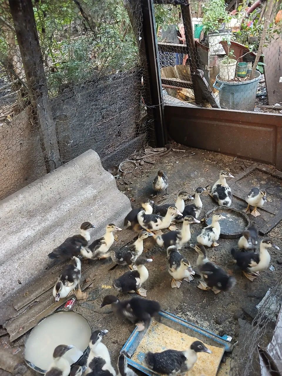 Patos - Foto 2