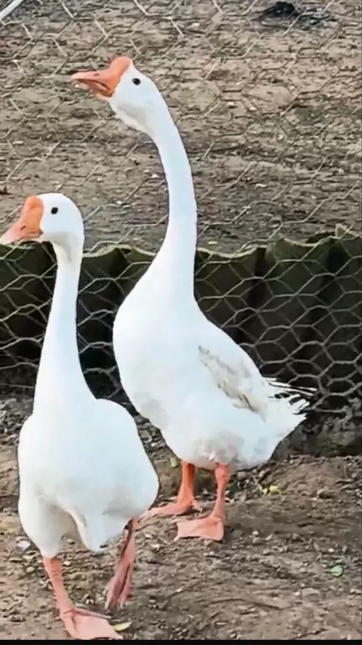 Vendo casal de ganso 