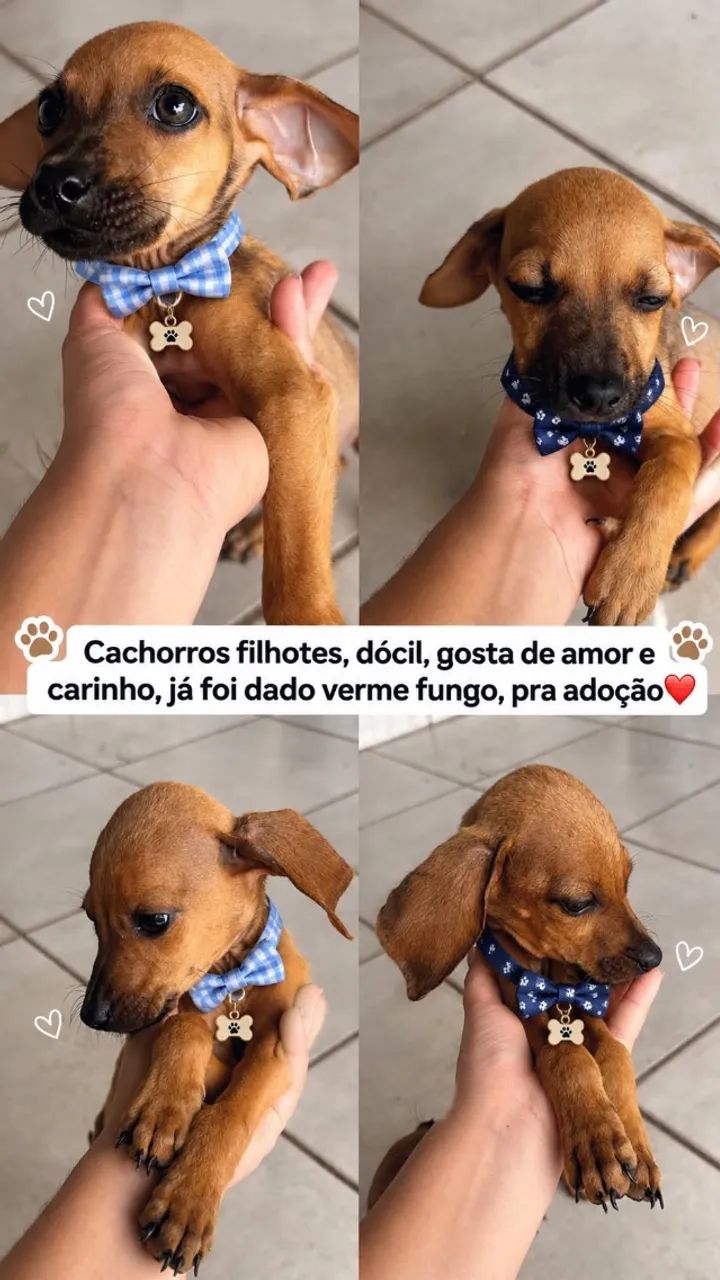 Cachorro