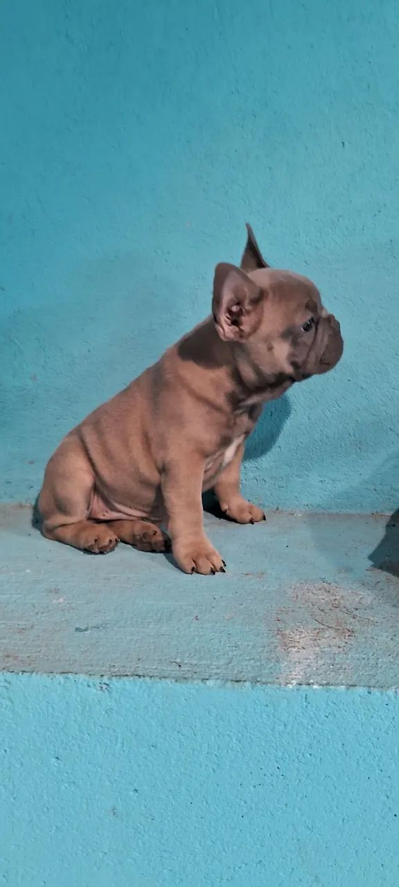 Buldog francês  - Foto 4