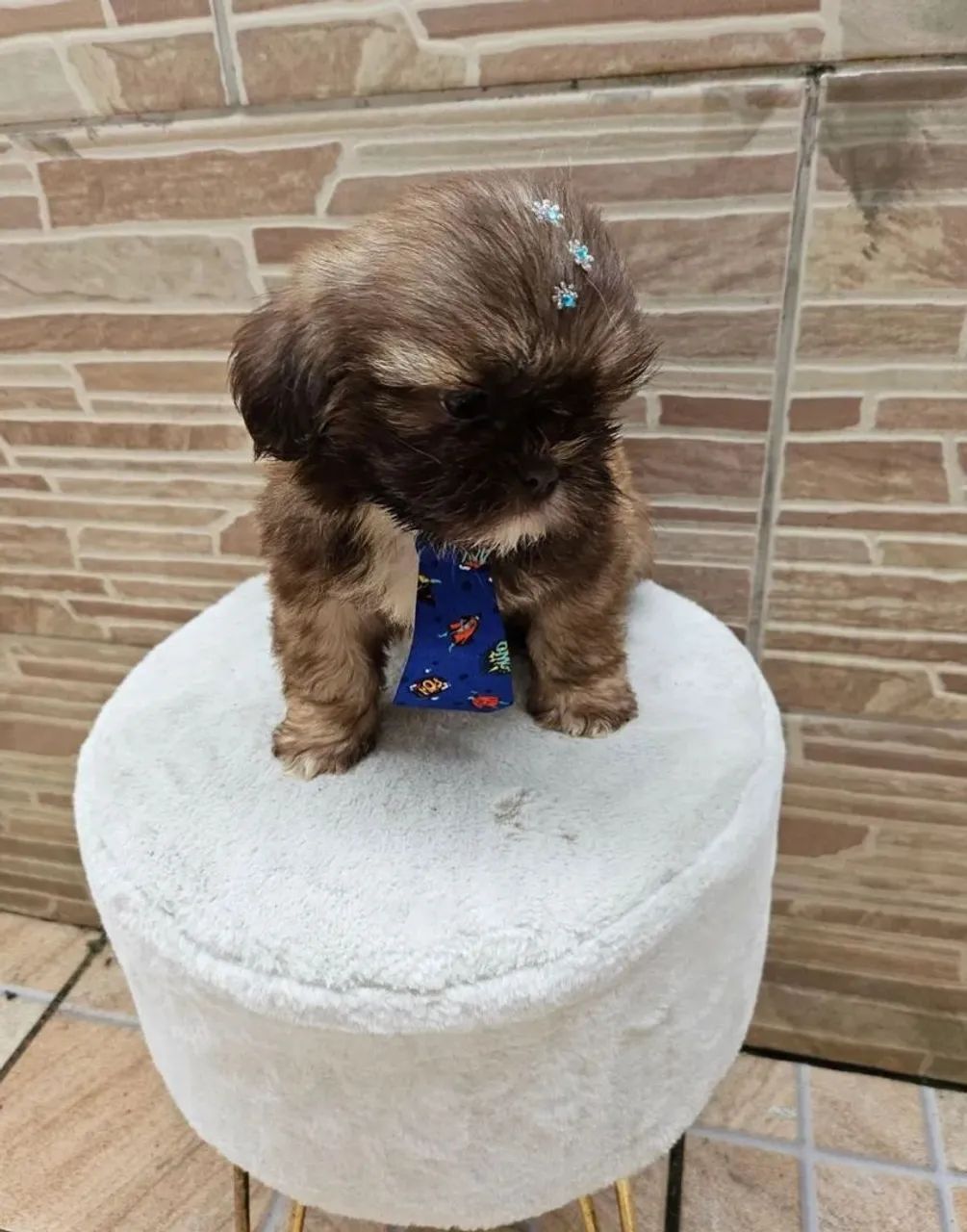 Shih Tzu  - Foto 2