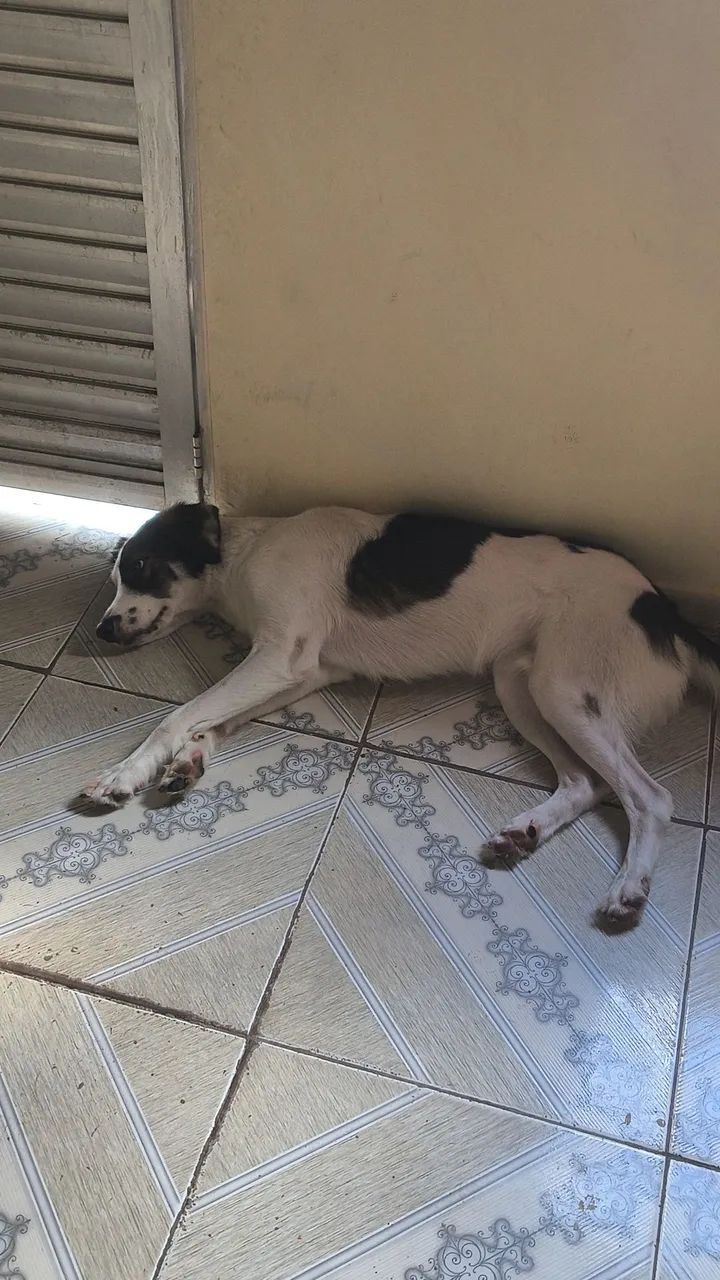Doação responsável Cachorro Super Dócil  - Foto 4