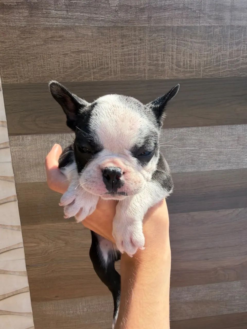 Bulldog francês - Foto 2