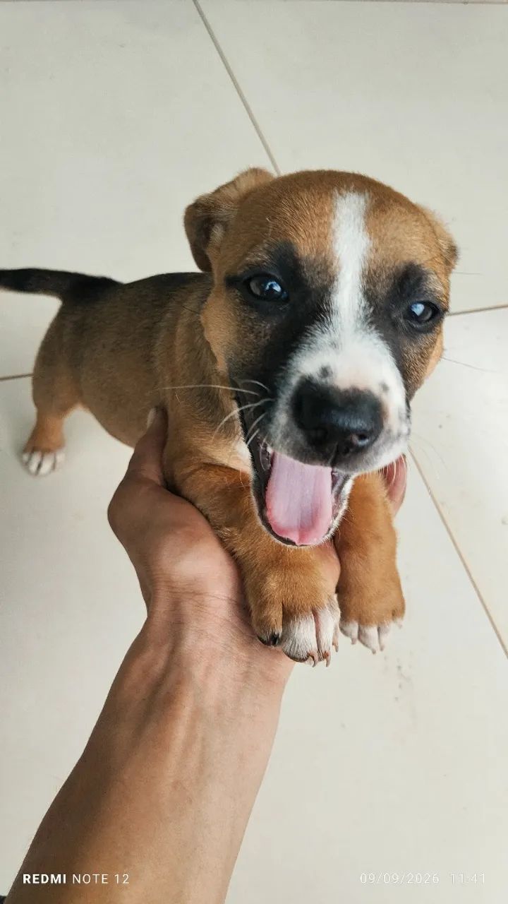 Cachorro  - Foto 3