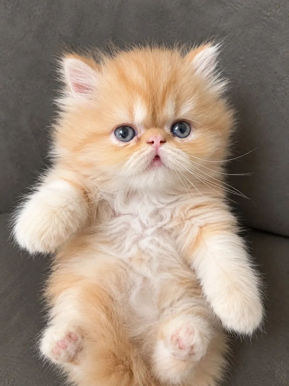 Gato Persa