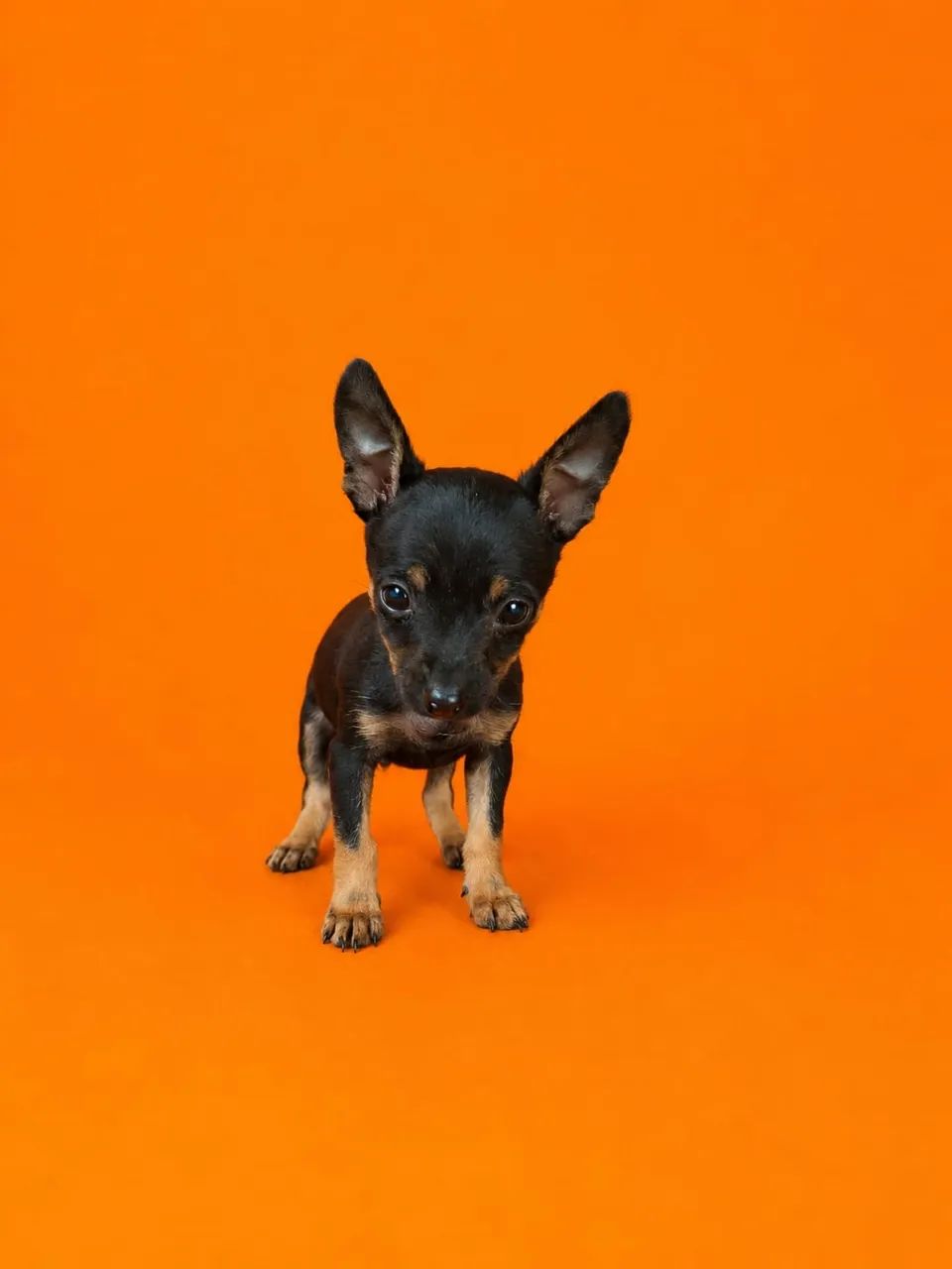 Pinscher mini 