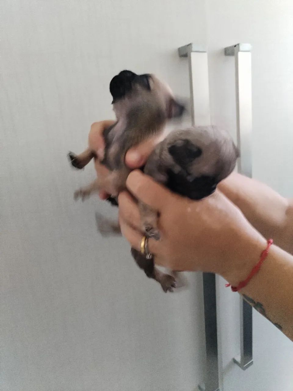 Cachorro - Foto 2