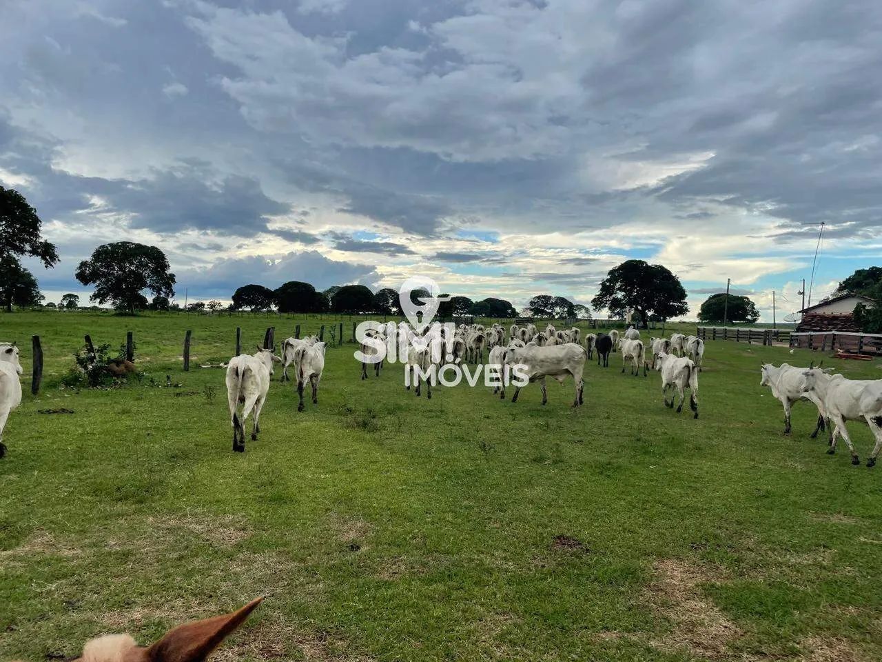 Fazenda em Araguaçu TO - Foto 4