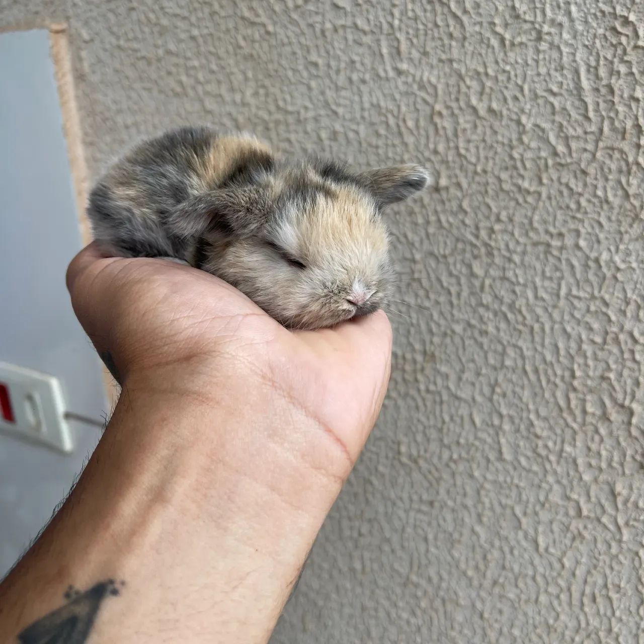 Filhotes de mini coelho (mini lop) - Foto 2