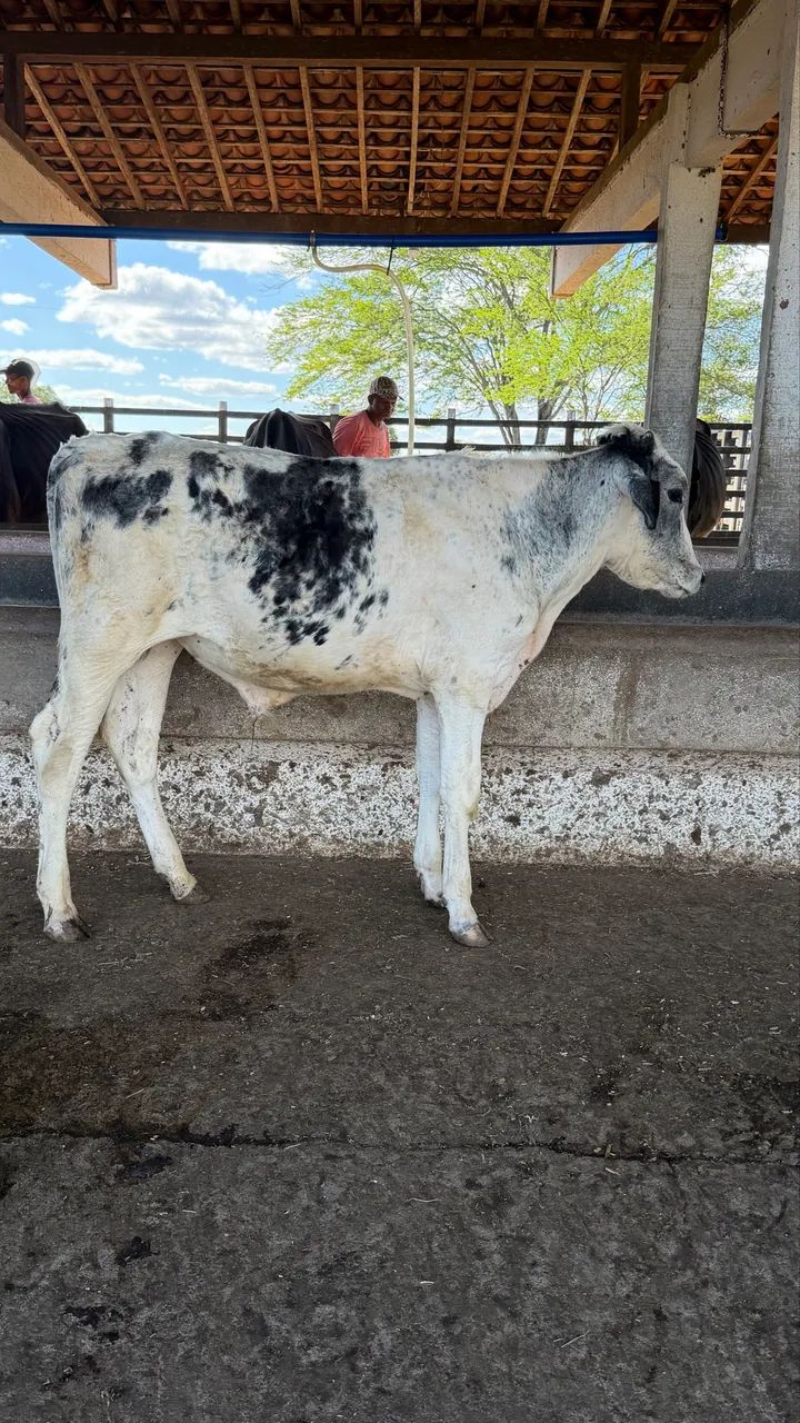 Vendo lote com 06 Bezerros machos