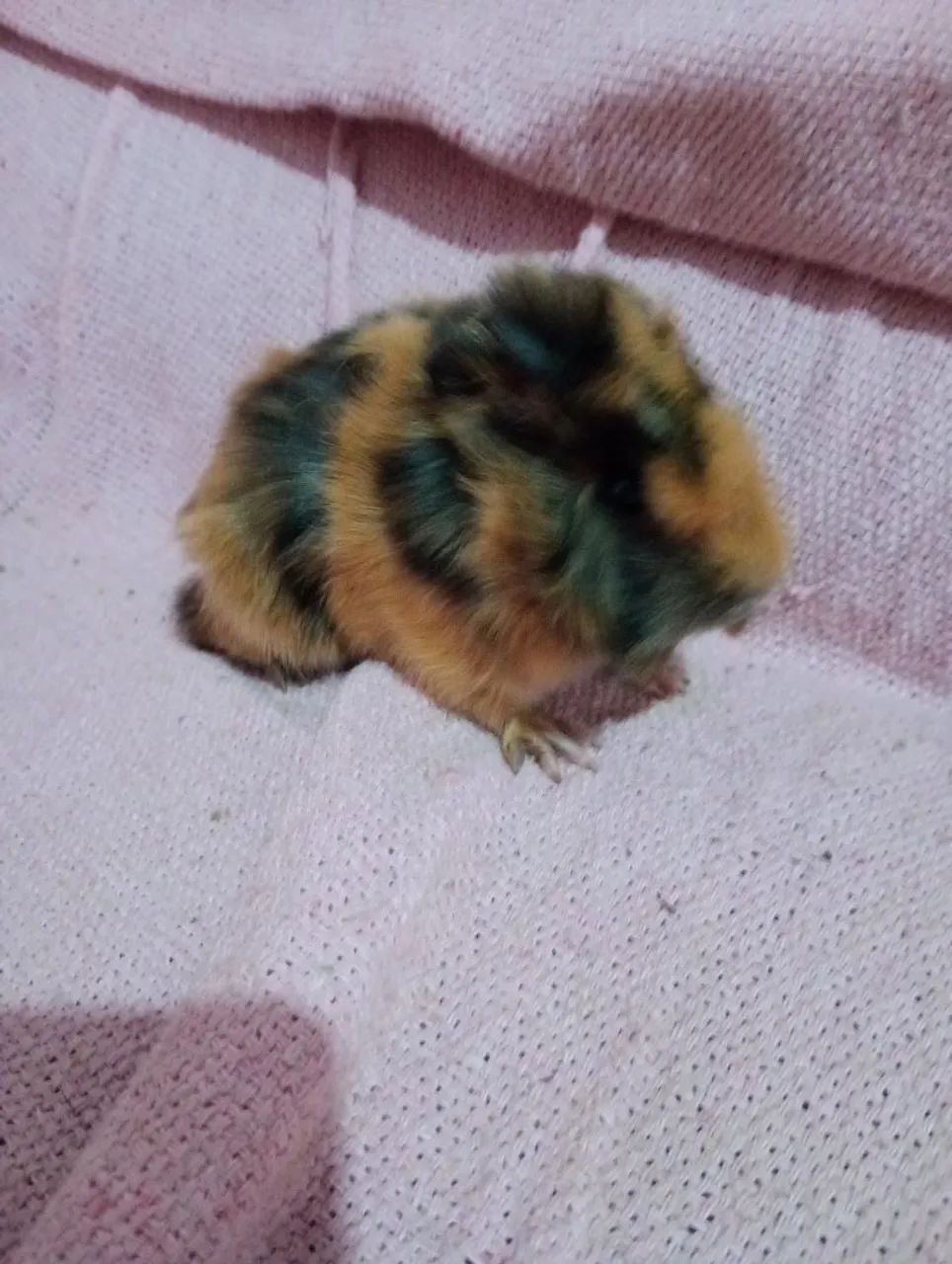 porquinho da índia macho - Foto 4