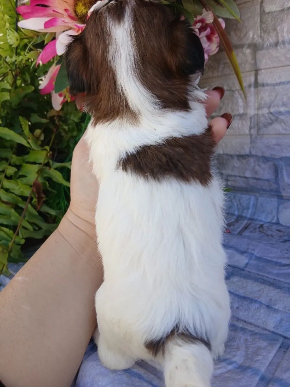 Shitzu  - Foto 2