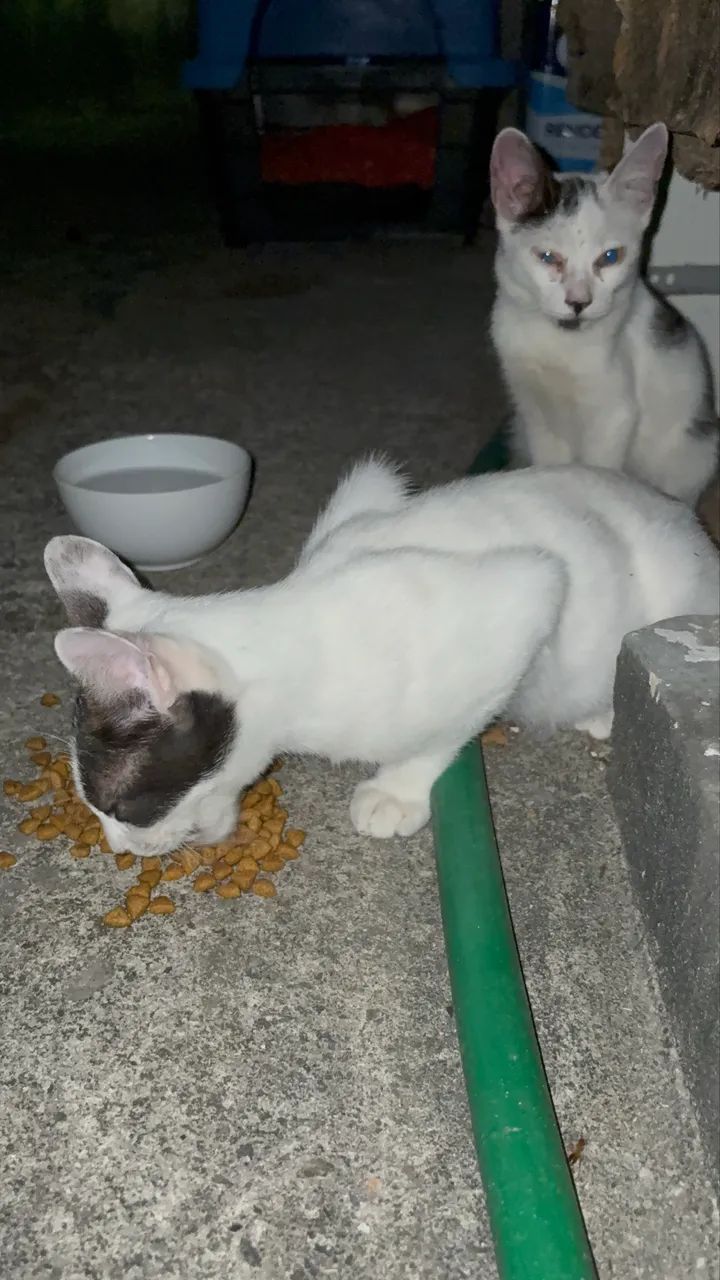 Gatinho para adoção  - Foto 2