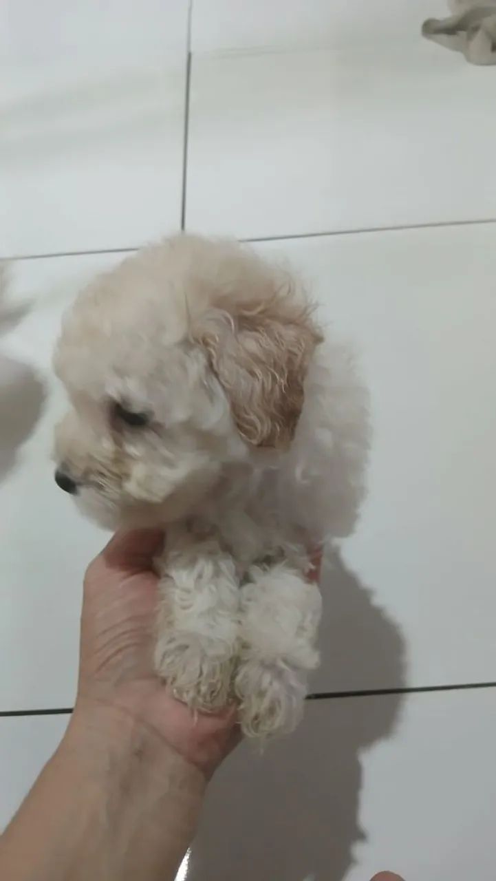 Filhotes de Poodle  - Foto 5