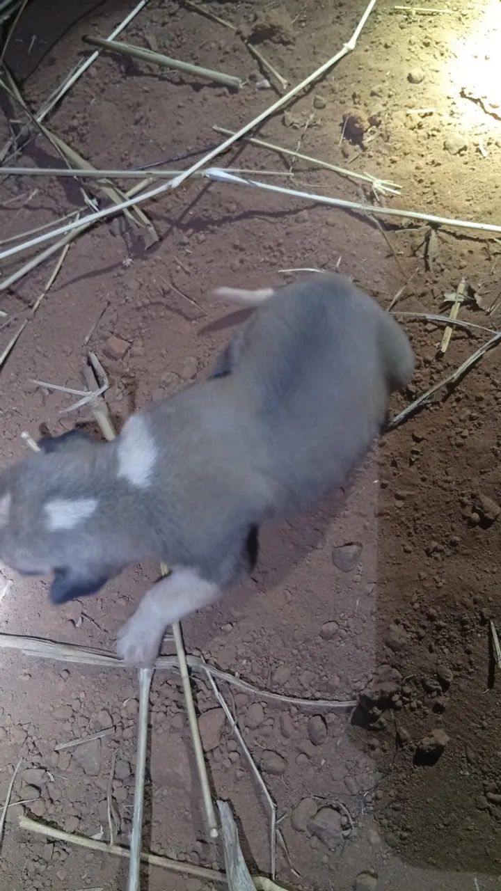 Cachorro para doação  - Foto 3