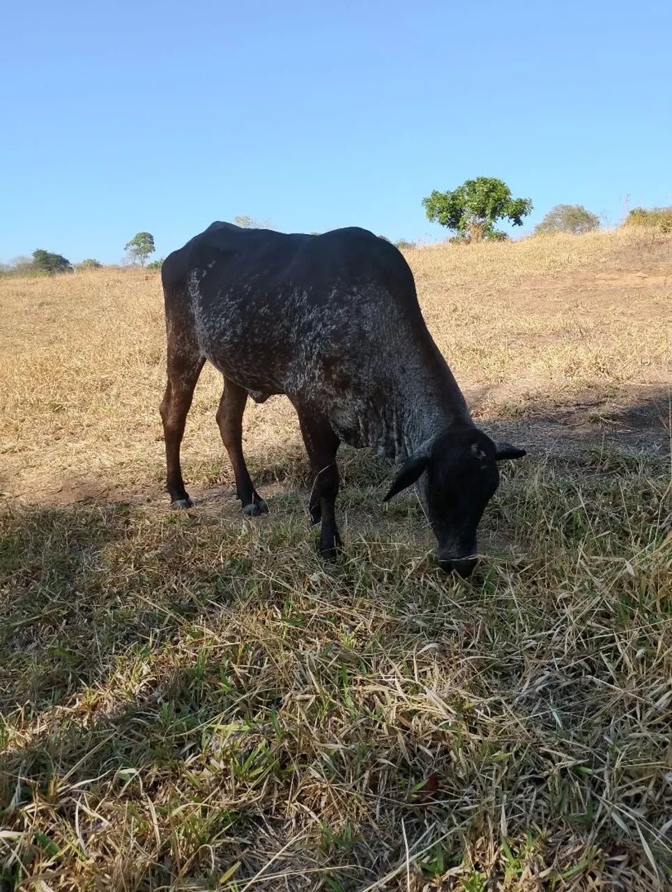 novilha