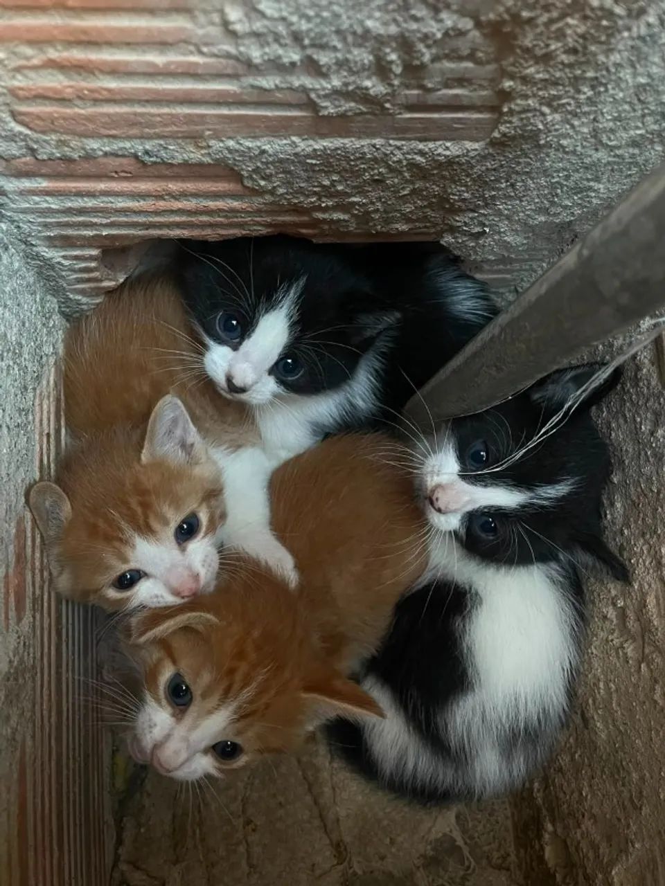 Quatro filhotinhos resgatados procuram um lar cheio de amor 