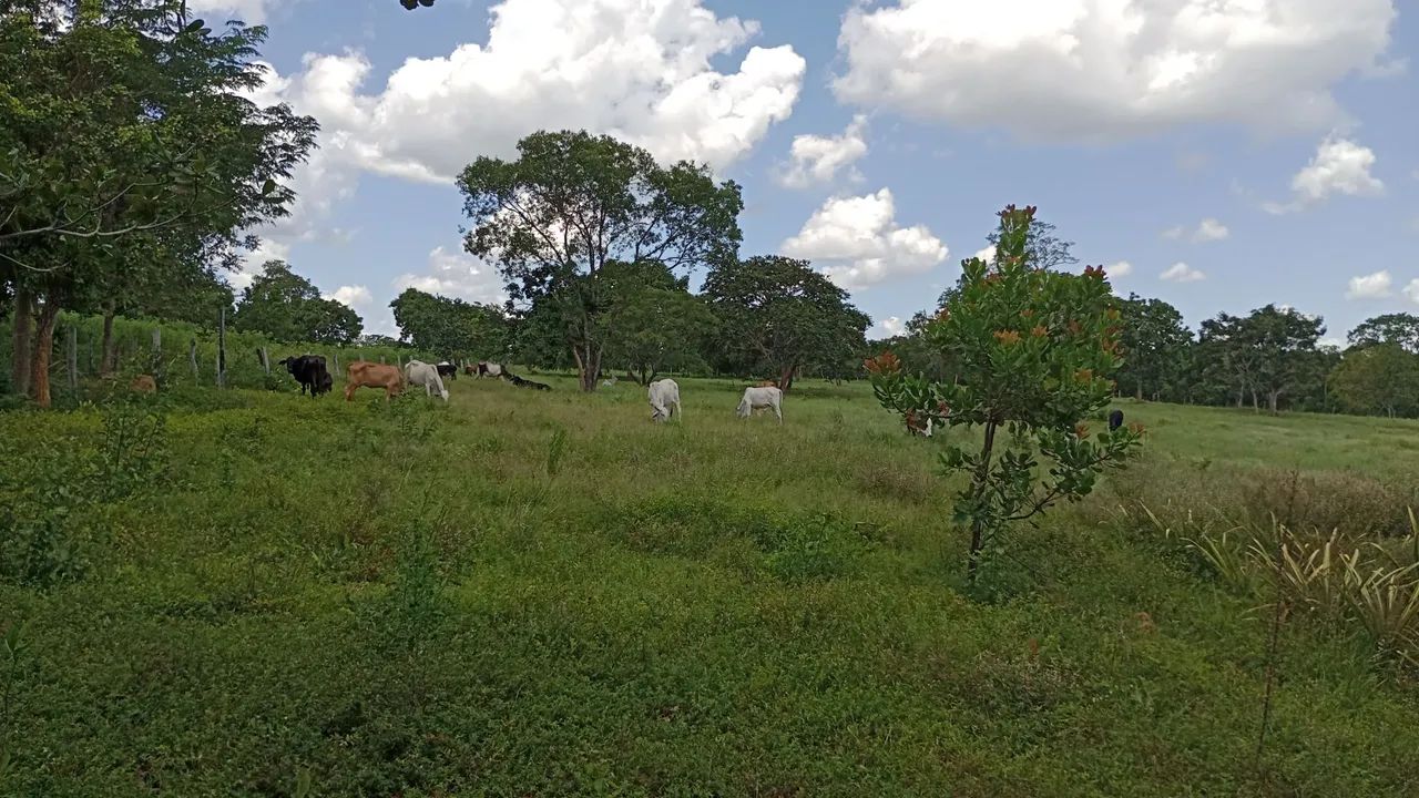 Sitio 29 hectares, livramento - Foto 4