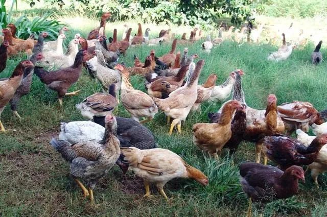 Galos e galinhas caipiras de qualidade 