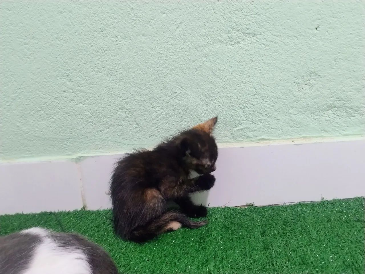 Gatinha filhote adoção responsável  - Foto 2