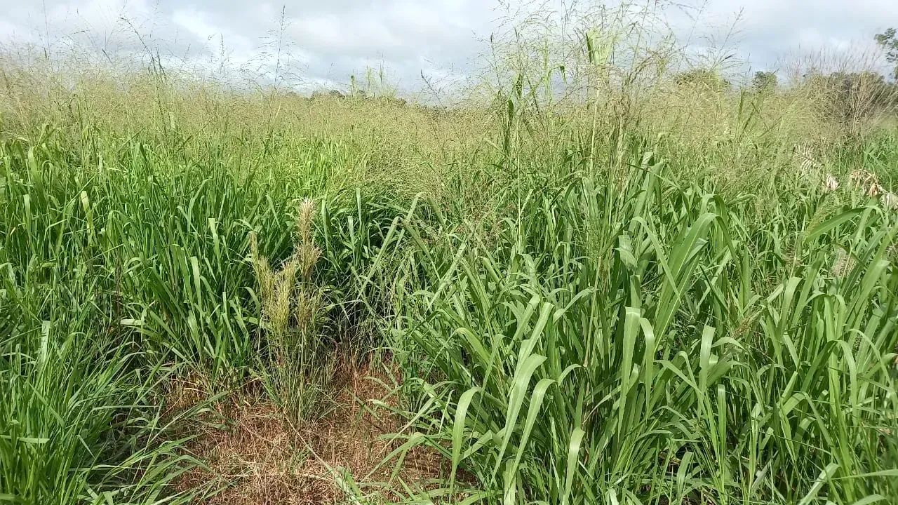 KBC-" VENDO FAZENDA 128 ALQUEIRES  RIO DENTRO  PECUÁRIA  REGIÃO MARABÁ / TRANSAMAZÔNICA - Foto 10