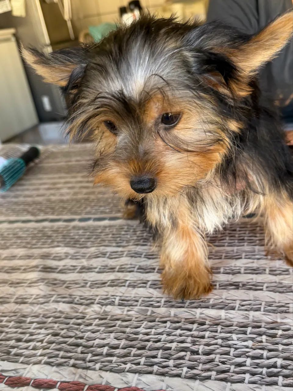 Yorkshire Terrier  - Foto 5