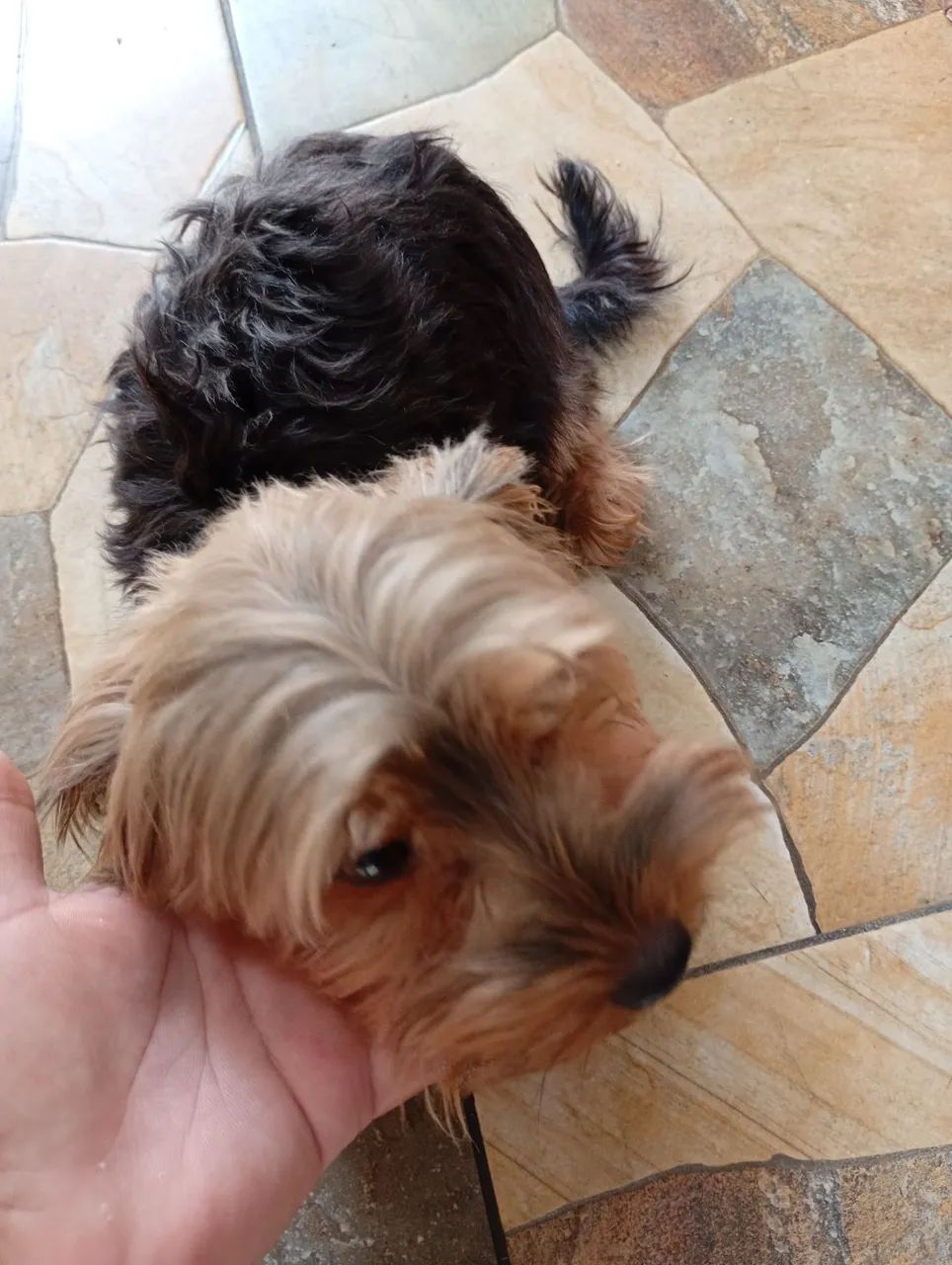 Cachorra  - Foto 4