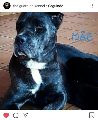 Filhote de Cane Corso - Foto 4